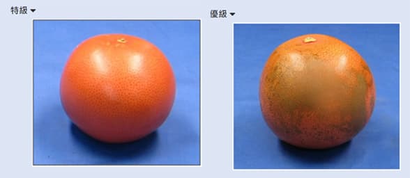 images/1736739528168grapefruit sorting machine.jpg